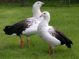 Андский гусь - сформированная пара