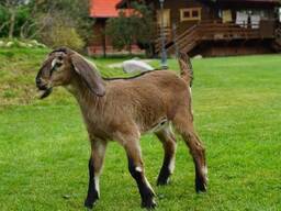 Англо-нубийская коза, малыши от 5ти месяцев