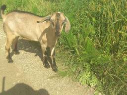 Англонубійський цапок % для вязки