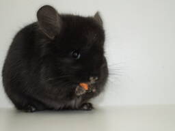 Ангора шиншила хлопчик чорного окрасу