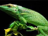 Анолис рыцарь гигантский ( Anolis baracoae ) - фото 1