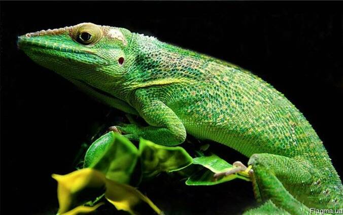 Анолис рыцарь гигантский ( Anolis baracoae )