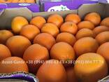 Апельсины оптом (Турция, Египет) - фото 2
