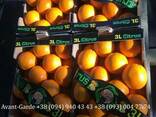 Апельсины оптом (Турция, Египет) - фото 3