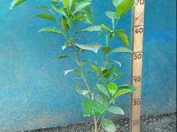 Апельсин Ньюхолл (Newhall)