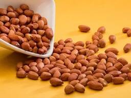 Арахіс 50/60 Болд, Індія