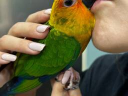 Аратинга яскравий птах