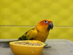 Аратинга сонячний