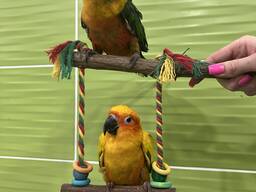 Аратинга сонячний яндайа