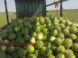 Арбуз оптом