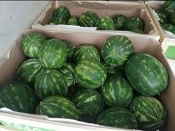 Арбузы. Вывоз из Киева.