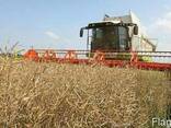 Аренда комбайна на уборку - фото 1