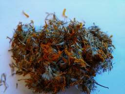 Арника горная (Arnica montana), Арнiка гiрська