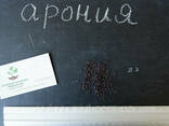 Арония черноплодная семена (20 шт) - фото 3