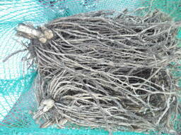 Аспарагус( спаржа) Саженцы спаржи Gijnlim, Backlim, Grolim, Millennium, Eclipse