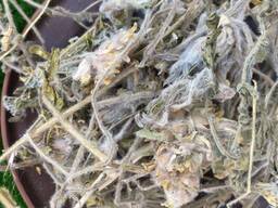 Астрагал шерстистоквітковий, Астрагал шерстистоквітковий, астрагал шерстистоцветковый