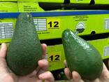 Авокадо - фото 1