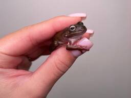 Австралійська квакша, неймовірно мила жабка для дому