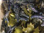 Австралийский красноклешневый рак - фото 2