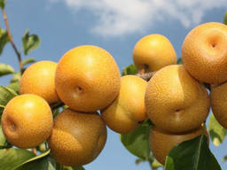 Пропонуєм саджанці груші Сикуї азіатська