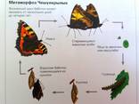Ферма бабочек - набор из 5 шт. куколок - фото 7