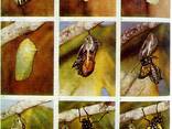 Ферма бабочек - набор из 5 шт. куколок - фото 2