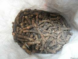 Бадан толстолистный корень