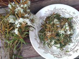 Багульник багно