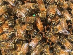 Бакфаст, Карника, Карпатка отводки пчел, пчелопакеты, мед. ..