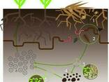 Удобрение бактериальное Филазонит Инакулянт