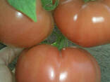 Balaban F1 (Балабан F1) Новий індетермінантний гібрид рожевого високорослого томату. ..