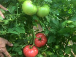 Балабан F1 (Balaban F1)Новий індетермінантний гібрид рожевого високорослого томату. ..