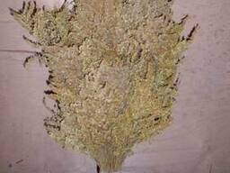 Банные веники с золотарника канадского