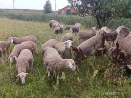 Баран Мериноландшаф ЖИТОМИР Вівці Бараны Овцы