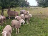 Баран Мериноландшаф ЖИТОМИР Вівці Бараны Овцы - фото 3