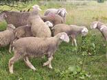 Баран Мериноландшаф ЖИТОМИР Вівці Бараны Овцы - фото 5