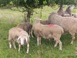 Баран Мериноландшаф ЖИТОМИР Вівці Бараны Овцы - фото 6