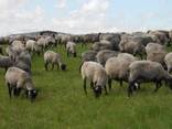 Бараны, Овцы, Ягнята (Романовская порода) Опт и Розница - фото 1