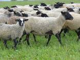 Бараны, Овцы, Ягнята (Романовская порода) Опт и Розница - фото 2