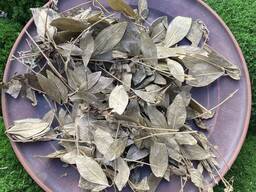 Барвінок трава, сушене листя барвінку, могильниця