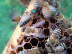 Бджолині матки 2019 року Карпатка