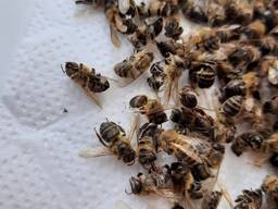 Бджолиний підмор ( хітозан бджіл )