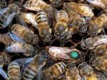 Бджоломатки , пчеломатки Карпатки Плодные 2019 года - фото 1
