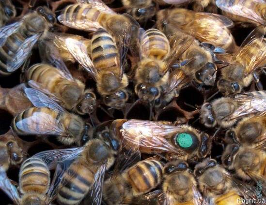 Бджоломатки , пчеломатки Карпатки Плодные 2019 года