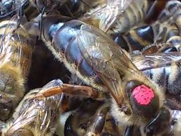 Бджоломатки породи Карпатка