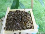 Бджоломатки породы Карпатка - фото 1
