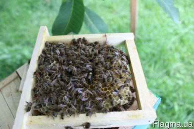 Бджоломатки породы Карпатка