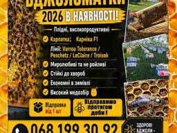 Бджоломатки плідні молоді 2026 р сьогодні є в наявності