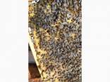 Бджолопакети - фото 1