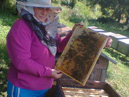Бджолопакети, бджолосім'ї